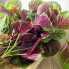 1 Bag (5 Grams / Bag) Xishuai Red Amaranth Seeds, Fast-Growing, Purple-Red Leaves