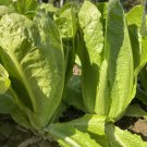 1 Bag (3 Grams / Bag) Little Gem Lettuce Seeds, Mini Romaine Semi-Head , Dark Green Crisp Leaves