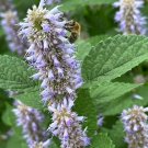 300 Seeds Korean Mint Seeds (Agastache rugosa) - Fragrant Herb for Gardens