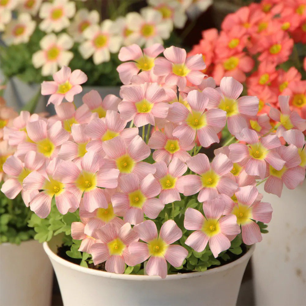 10 Bulbs Oxalis obtusa 'Veil' Flowering Bulbs | Pink Winter & Spring Flowers