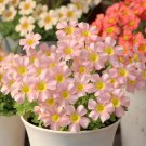 10 Bulbs Oxalis obtusa 'Veil' Flowering Bulbs | Pink Winter & Spring Flowers