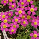 10 Bulbs Oxalis obtusa 'Fluorescent Purple' Flowering Bulbs