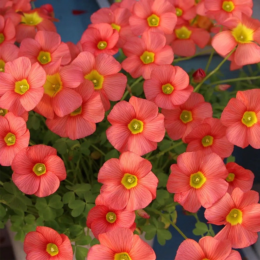 10 Bulbs Oxalis obtusa 'Ceres Salmon' Bulbs