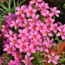 Oxalis hirta Series Bulb Peach Pack of 6 Bulbs