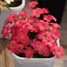 1 Bulbs Oxalis obtusa Sweet Potato Flowering Bulbs Pink Winter Flowers