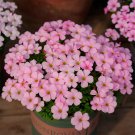 20 Bulbs Oxalis Glabra Feather Cloak Bulbs Pink Winter Blooms