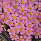 10 Bulbs Deep Lilac Oxalis Bulbs Pink Shamrock Flowers