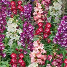 200 Seeds Beardtongue Seeds - Long Blooming, Disease Resistant, for Beds & Containers