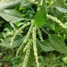 100 Seeds Spiny Amaranth Seeds - Nutrient-Rich Edible Greens