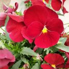 100 Seeds Super Bingo Series Red Pansy Seeds - Biennial Pansy, Vibrant Cold-Tolerant Blooms