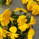 100 Seeds Super Bingo Yellow Pansy Seeds Biennial Perennial, Lanceolate Leaves
