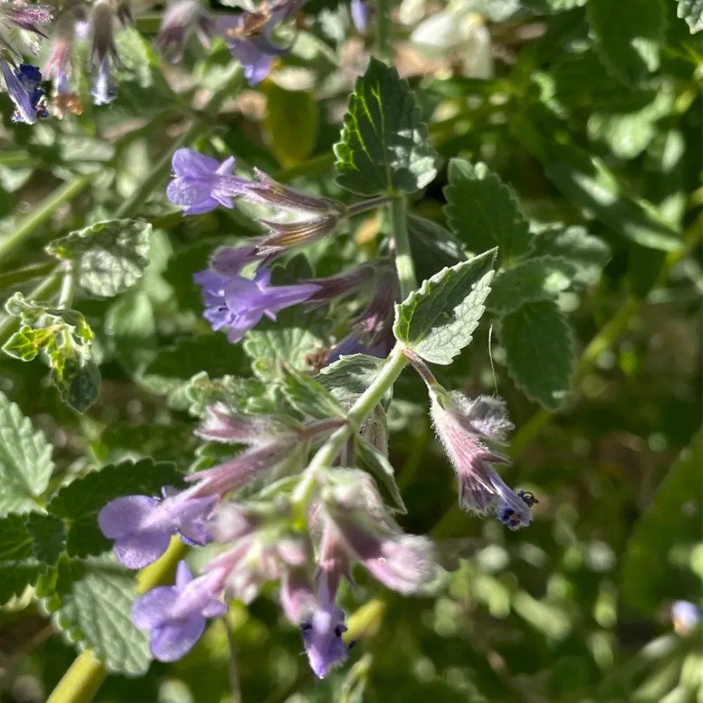 100 Seeds Fragrant Mint Seeds Lavender-Blue Flowers & Aromatic Leaves, Cooling Mint Fragrance