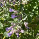 100 Seeds Fragrant Mint Seeds Lavender-Blue Flowers & Aromatic Leaves, Cooling Mint Fragrance