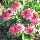 100 Seeds Echinacea Milkshake Chrysanthemum Seed Rare Flower (Color: 3)