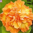 100 Seeds Double Flap Hibiscus Flower Seeds Perennial Garden Flowers (Color: 13)