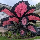 100 Seeds Caladium Seeds Suitable for Balconies, Patios, Gardens