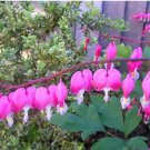 100 Seeds Dicentra Spectabilis Seeds Bleeding Heart classic cottage garden plant (Color: 4)