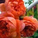 10 Seeds Colorful Peony Heirloom Tree Perennial Light Flower (Color: g)