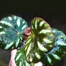 120 Seeds Beautiful Begonia Seeds Rare Begonia (Color: 2)