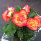 20 Seeds Begonia Seed Potted Flower for Family Garden Balcony