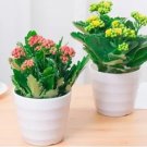 200 Seeds Winter Pot Kalanchoe Seed Longevity Flower Potted Plants - (Color: 3)