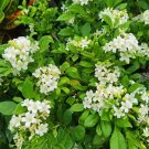 100 Seeds Orange Jasmine Seeds (Murraya paniculata) - Fragrant Evergreen Shrub for Hedges & Bonsai