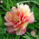 10 Seeds 'Walter Mains' Tree Peony Seeds - (Color: 8)
