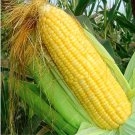 20 Seeds Sweet Fruit Yellow Corn Cultivation Sweet Waxy High - Yielding Species