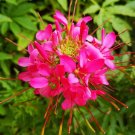 200 Seeds Spider Flower (Cleome houtteana) Seeds - Butterfly-like Rose-Red Blooms