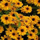 100 Seeds Rare Chinese Summer Rudbeckia laciniata Hirta Flower Seeds