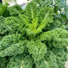 200 Seeds Curly Kale Seeds - Dutch Variety, Pinnate Dark Green Leaves