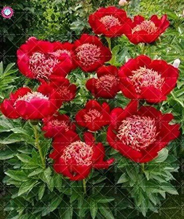10 Seeds Walter Mains Tree Peony Seeds Paeonia Suffruticosa (Color: 6)