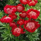 10 Seeds Walter Mains Tree Peony Seeds Paeonia Suffruticosa (Color: 6)