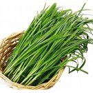 100 Seeds Chinese Chive Seed Garden Potted Leek Plants Seed for Home Garden