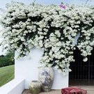 20 Seeds Bougainvillea Seeds Colorful Bougainvillea Spectabilis Color A