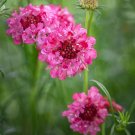 200 Seeds Purple-red Pincushion Flower Seeds - Unique Purple-red Blooms for Borders & Bouquets