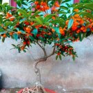 20 Seeds Osmanthus Fragrans Flower Seeds Fragrant Olive (Color: 1)