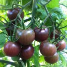 Midnight Pearl Gourmet Tomato Seeds - Dutch Tangy-Sweet, Commercial Grade