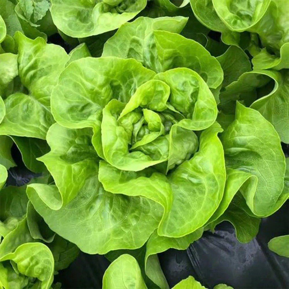 Silken Butter Lettuce Seeds Fast-Growing, Buttery Texture & Sweet Flavor