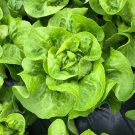 Silken Butter Lettuce Seeds Fast-Growing, Buttery Texture & Sweet Flavor