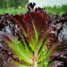 Crimson Wrap Lettuce Seeds Korean BBQ Lettuce, Purple Red Leaves, Gourmet Salad