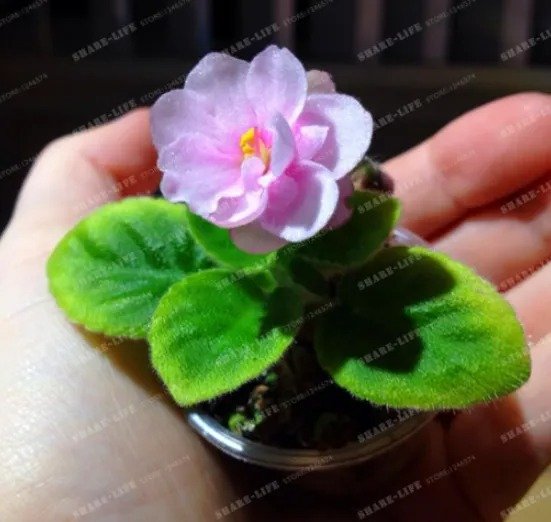 100 Seeds Mini Violet Seed African Violet Perennial Herb Matthiola Incana