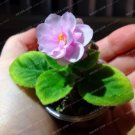 100 Seeds Mini Violet Seed African Violet Perennial Herb Matthiola Incana