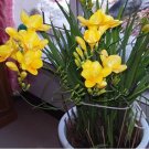 100 Seeds Yellow Freesia Flower Seeds Potted Garden Terrace Perennial Flower