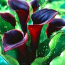 104 Seeds Calla Lily Garden Seeds Rhizome zantedeschia aethiopica (Color: 11)
