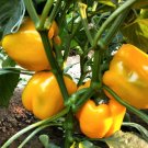20 Seeds Yellow Bell Pepper Seeds