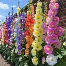 200 Seeds Double Hollyhock Seeds for Planting Multicolored Heirloom Flowers