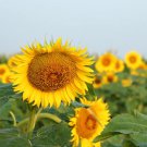 10 gram Helianthus annuus Seeds – Super Edible Type, High Germination