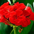 50 Seeds Red Geranium Flower Seeds for Home Garden (Color: 1)