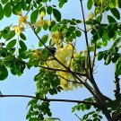 50 Seeds Moringa oleifera Seeds Drumstick Tree